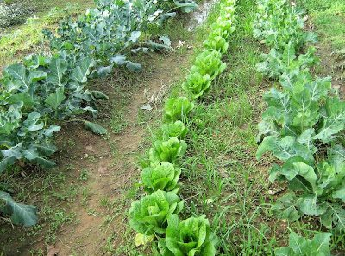 Σπορά-φύτεμα-καλλιέργεια λαχανικών